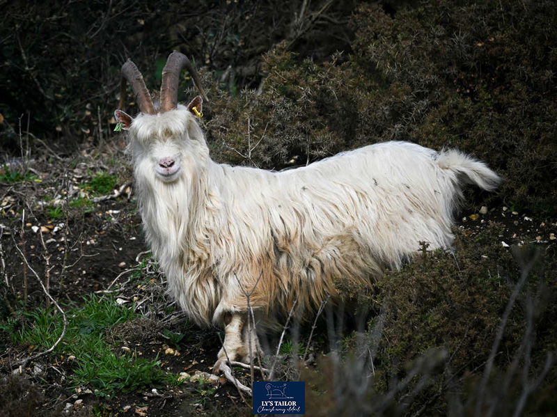 Vải Cashmere là gì? Tìm hiểu vải Cashmere trong may mặc